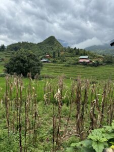 Lao Cai homes 2