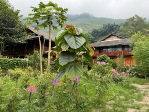 Lao Cai restaurant