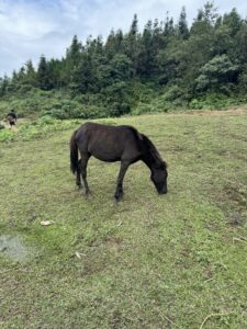 Wild horse black in Sa Pa